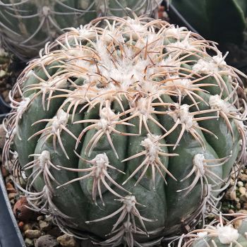 Gymnocalycium spegazzinii var. punillense JN105